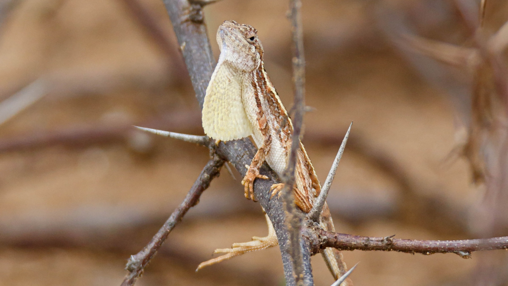 Fan-Throated Lizard