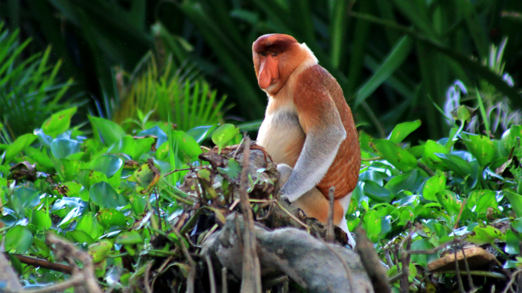 Proboscis Monkey