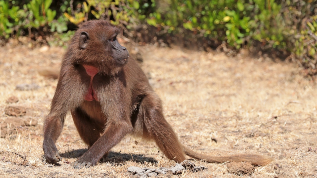 Gelada