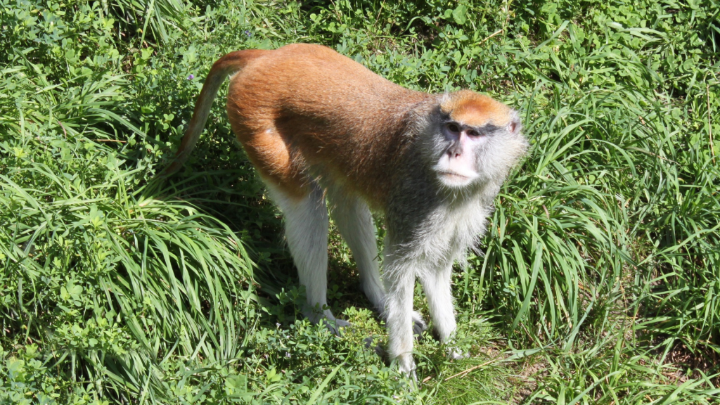 Patas Monkey