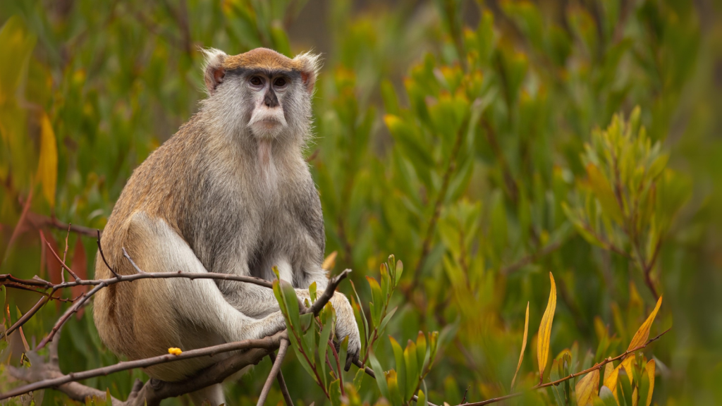 Patas Monkey 