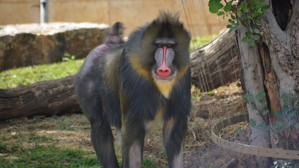 Mandrill