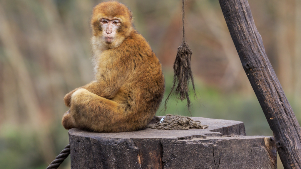 Barbary Macaque