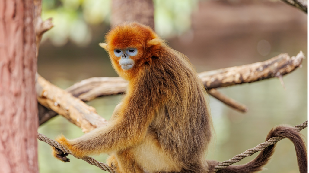 Golden Snub-Nosed Monkey