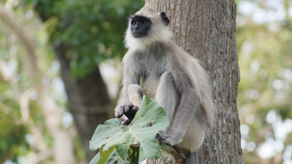 Langur