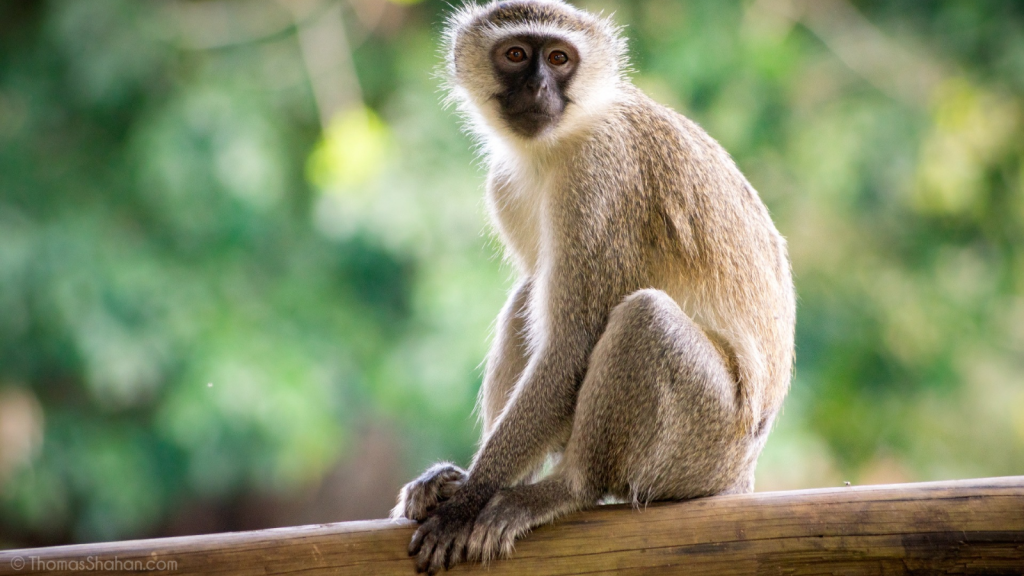 Vervet Monkey