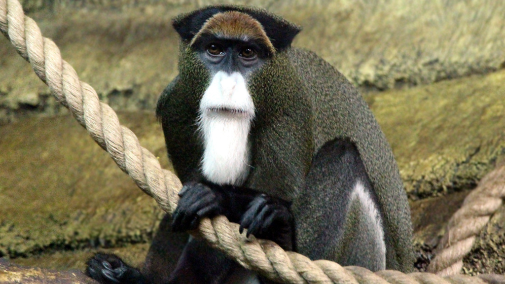 De Brazza's Monkey