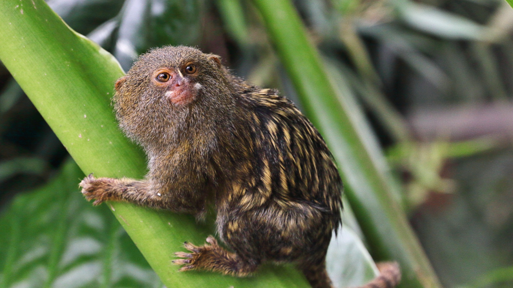 Pygmy Marmoset