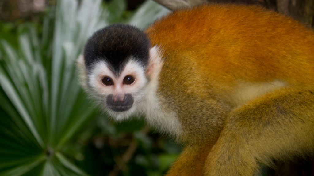 Squirrel Monkey