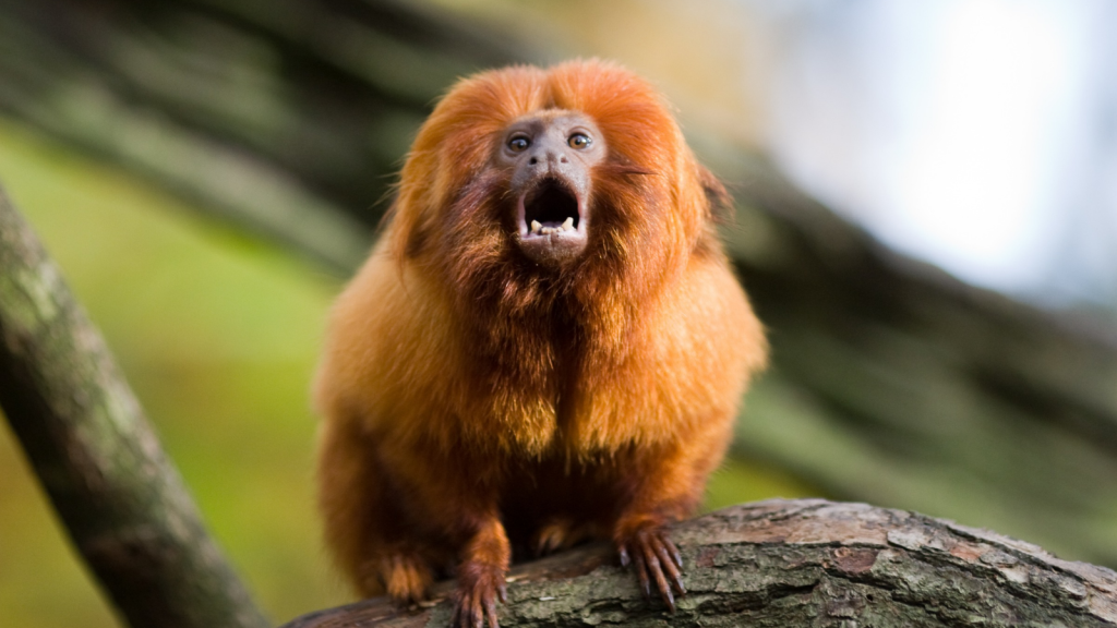 Golden Lion Tamarin