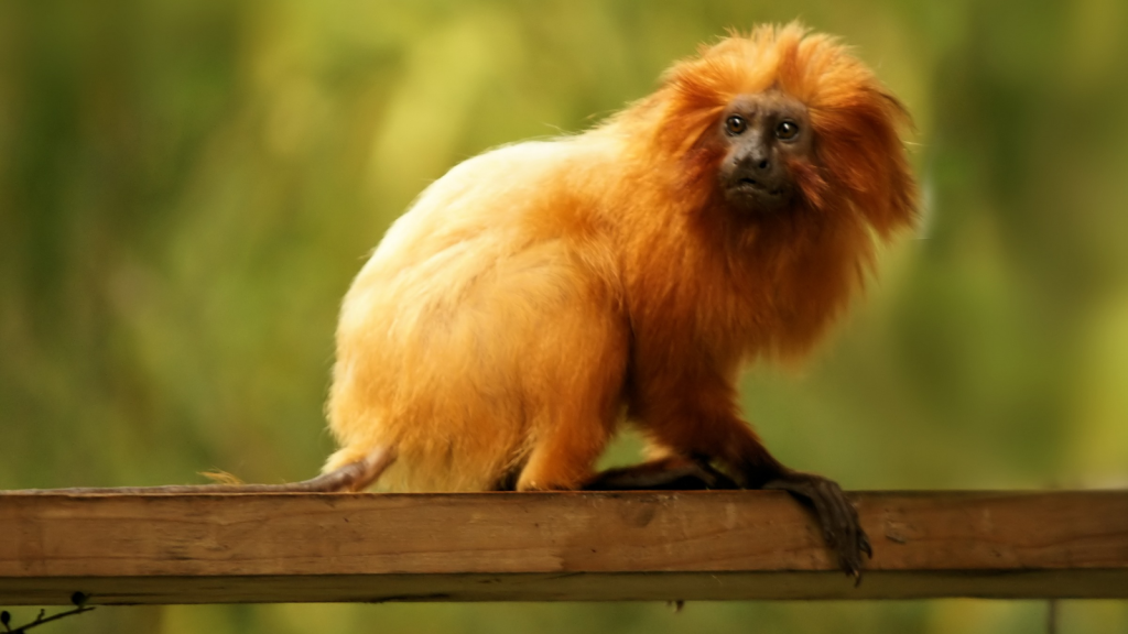 Golden Lion Tamarin