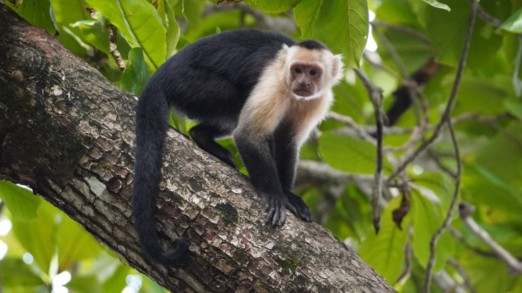 Capuchin Monkey