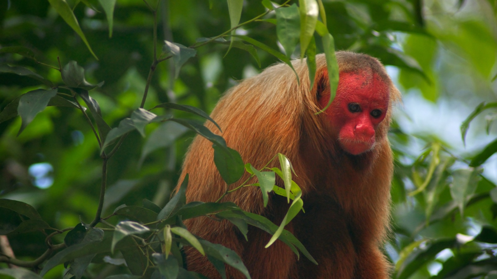 Uakari