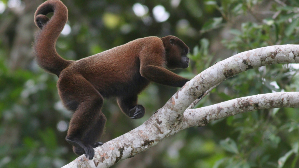 Woolly Monkey