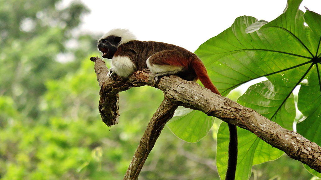 Titi Monkey