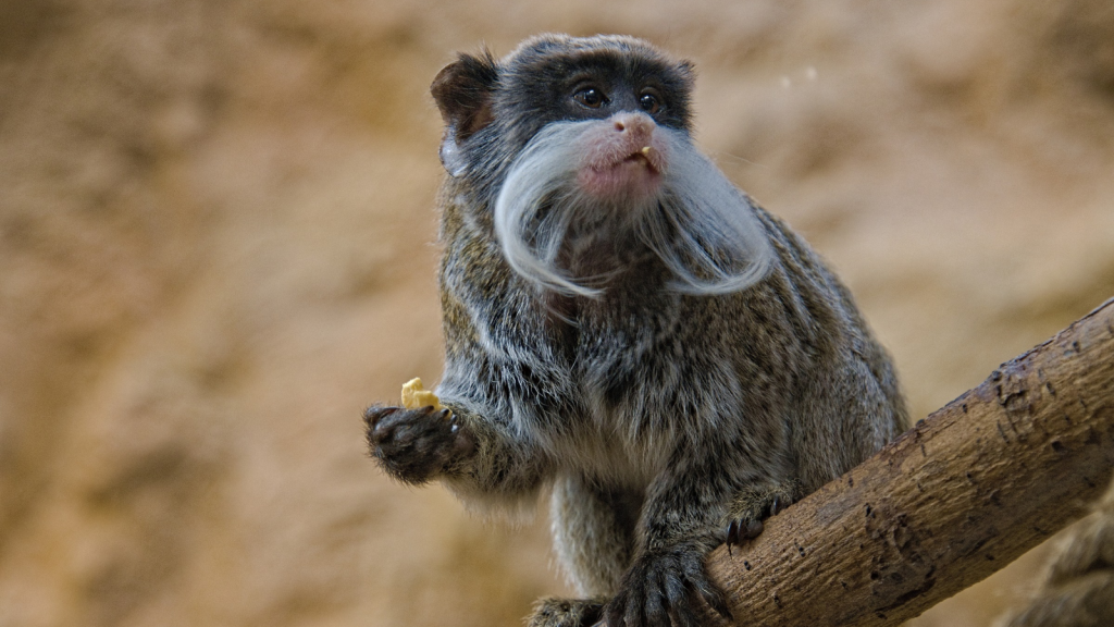 Emperor Tamarin