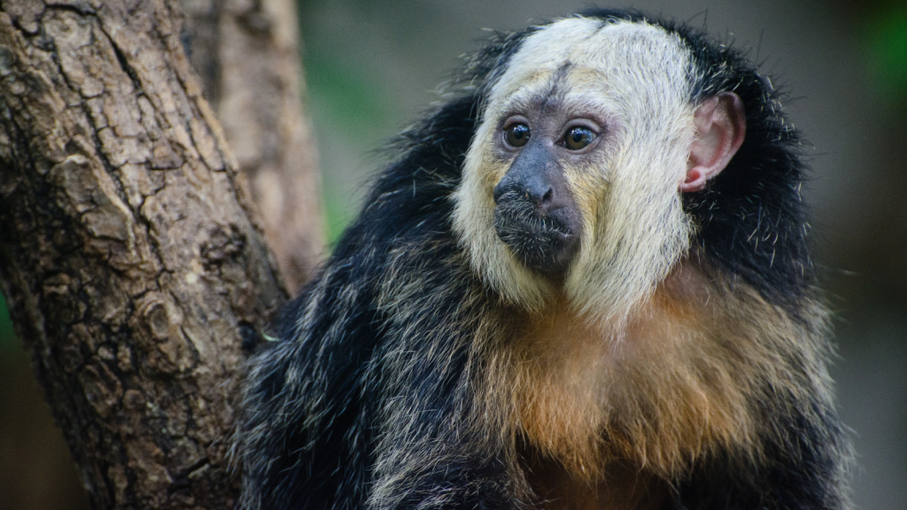 White-Faced Saki