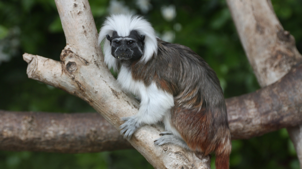 Cotton-Top Tamarin