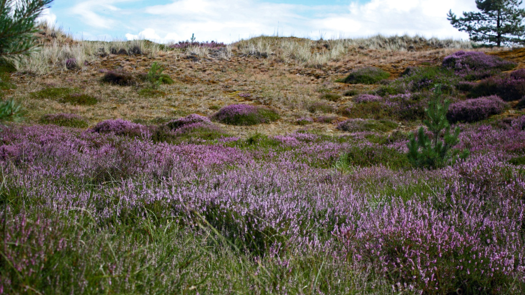 Heathland