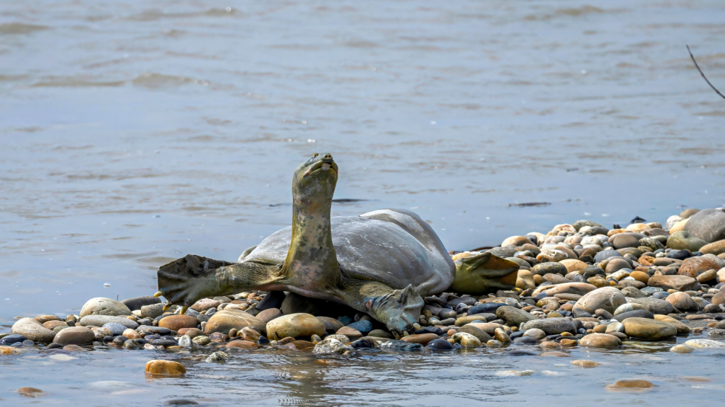 Indian Softshell Turtle