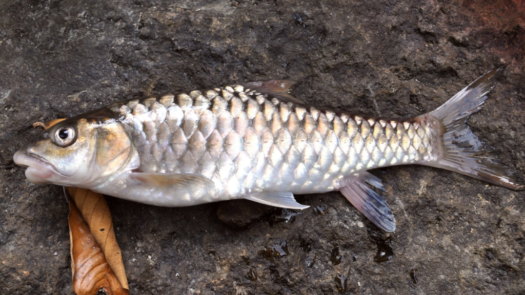 Golden Mahseer