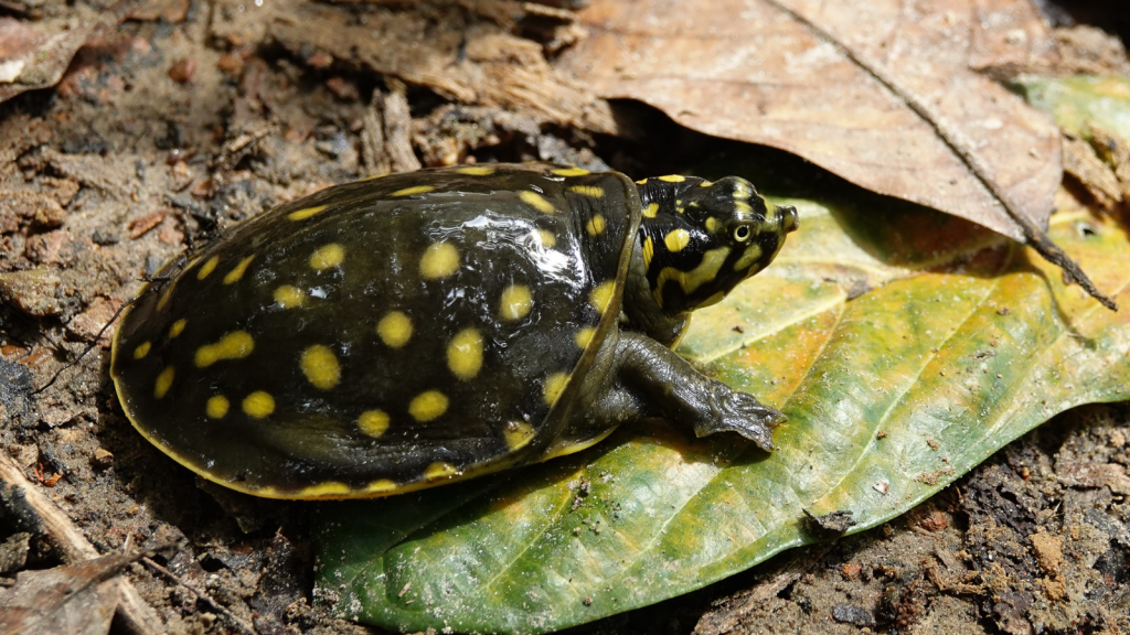 Indian Flapshell Turtle