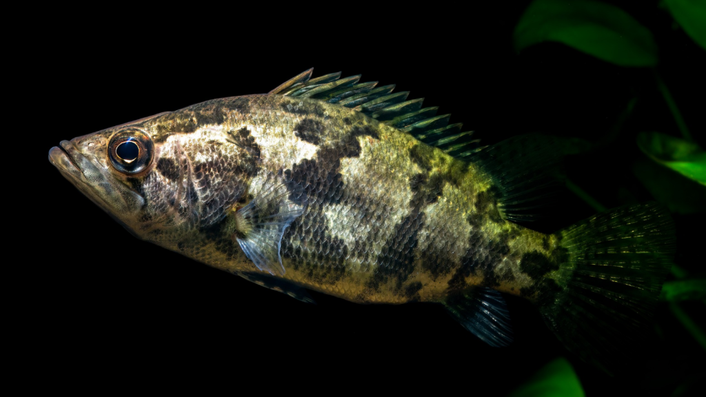 Gangetic Leaffish