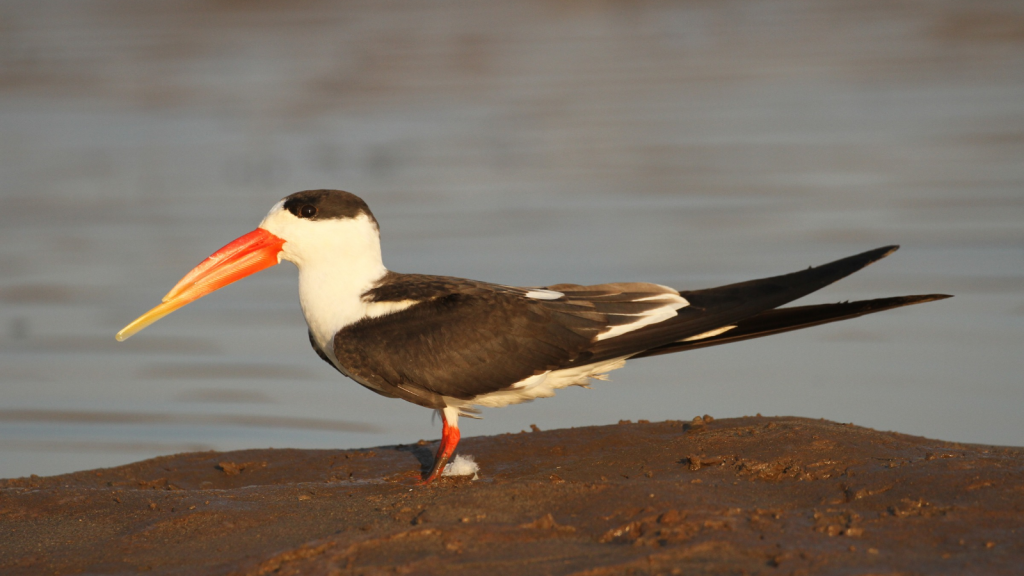 Indian Skimmer