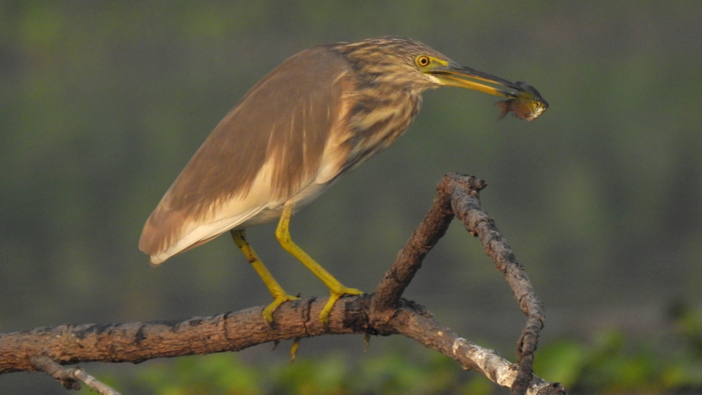 Indian Pond Heron