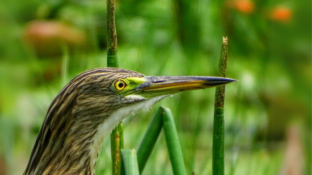 Indian Pond Heron