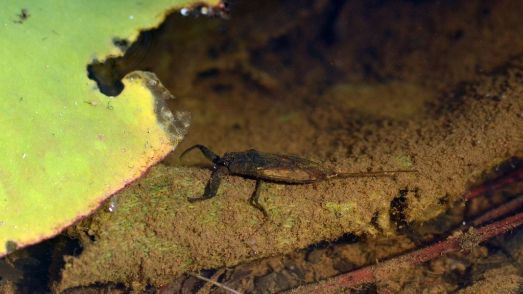 Ganga Ram Beetle