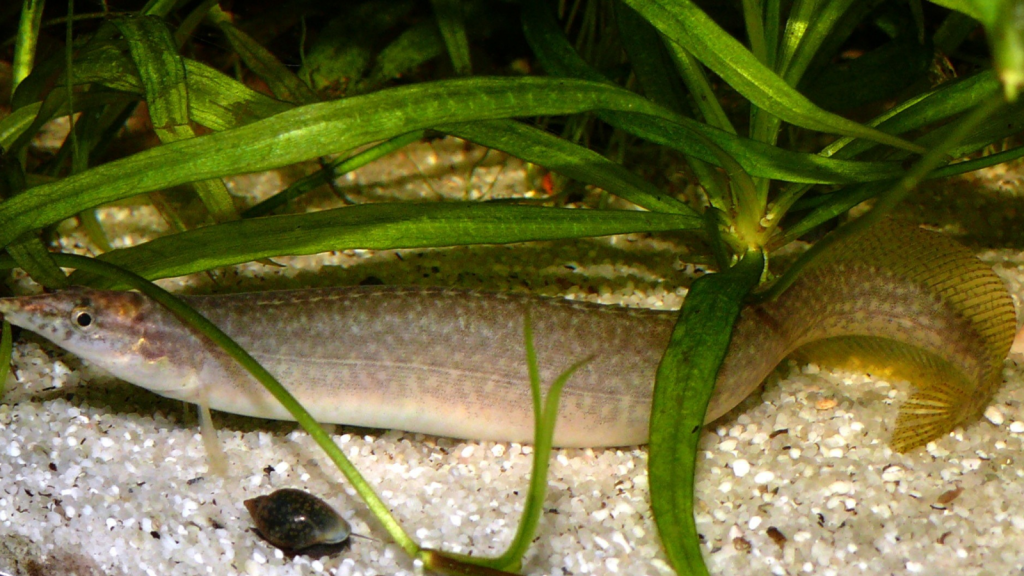 Indian Spiny Eel