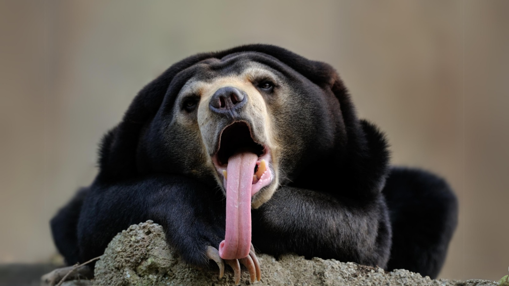 Sun Bear | Meet the Sun Bear | 15 Incredible Facts About the Bear With the Longest Tongue