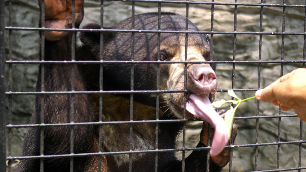 Sun Bear | A Tongue to Remember