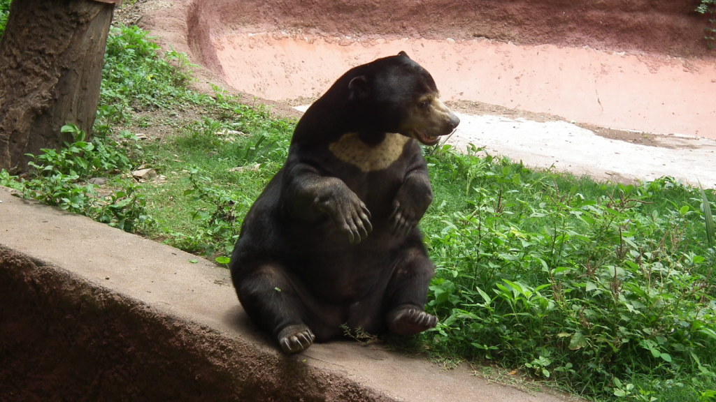 Sun Bear | Pint-Sized Bears