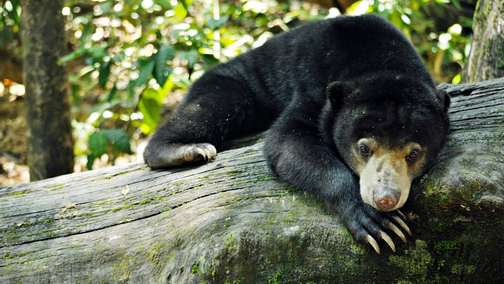 Sun Bear | Masters of the Trees