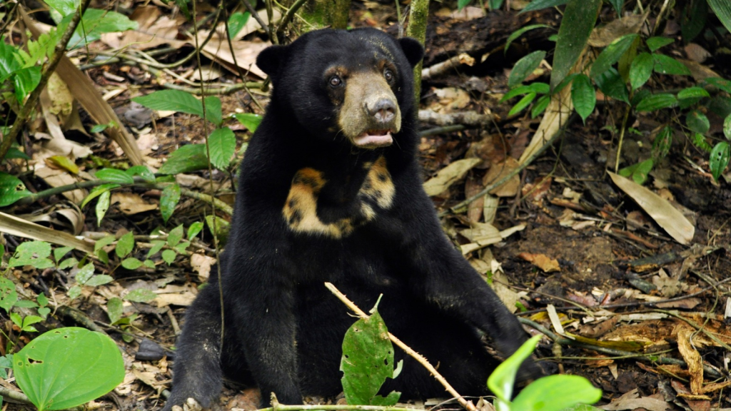 Sun Bear | A Unique Chest Patch