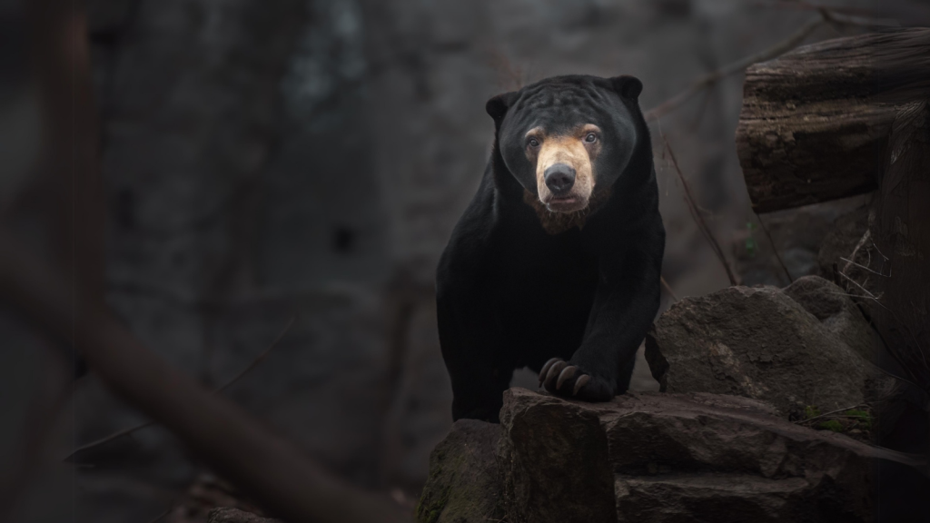 Sun Bear | Nocturnal Nomads