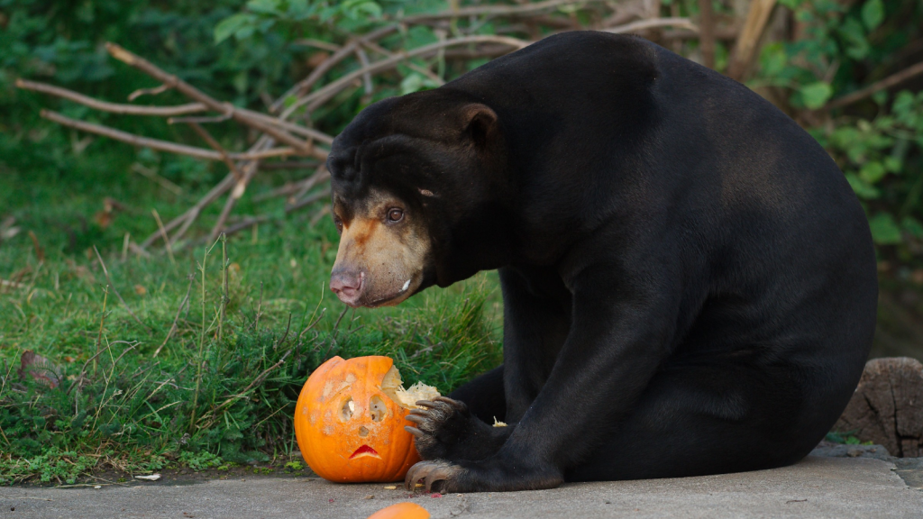 Sun Bear | Omnivorous Opportunists