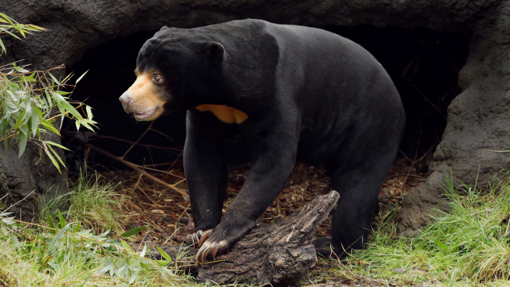 Sun Bear | A Solitary Life