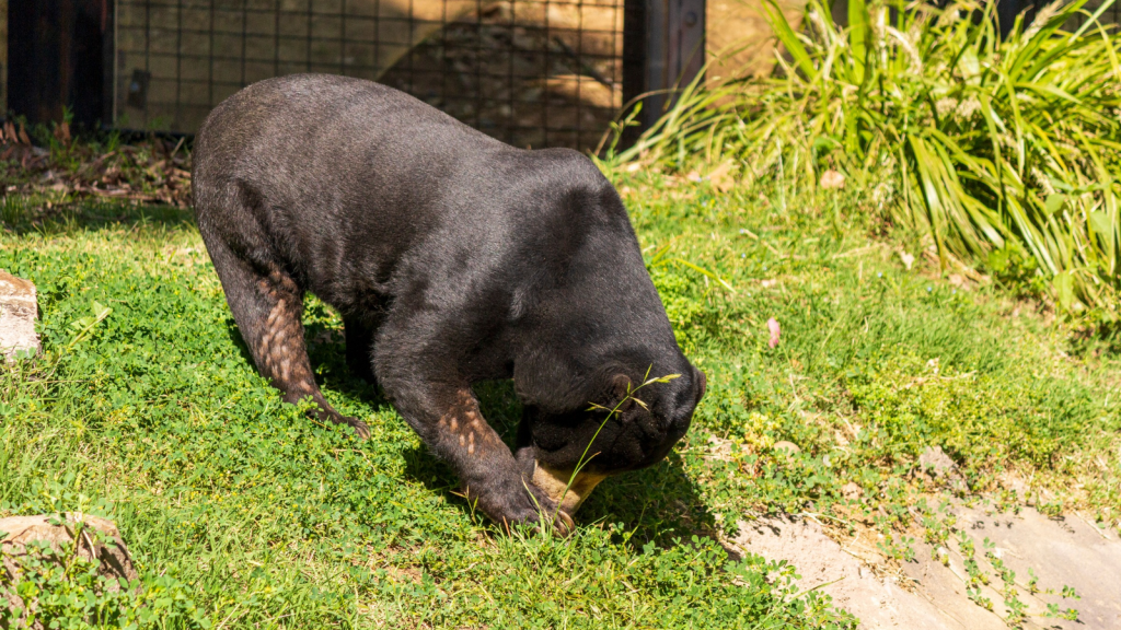 Sun Bear | Powerful Sense of Smell