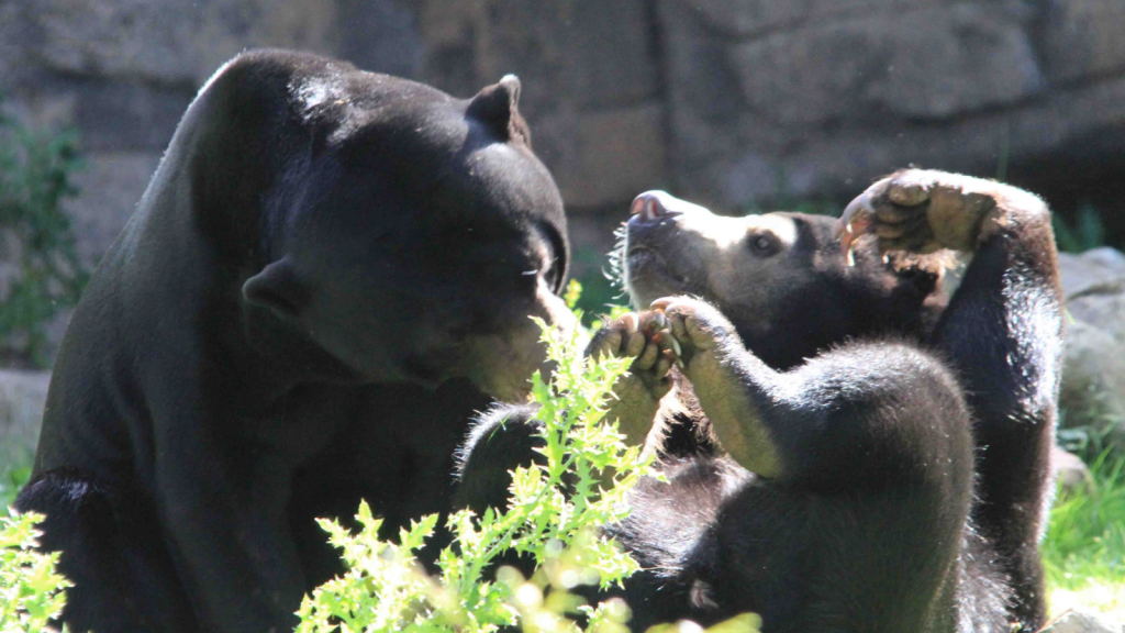 Sun Bear | Unusual Reproductive Cycle