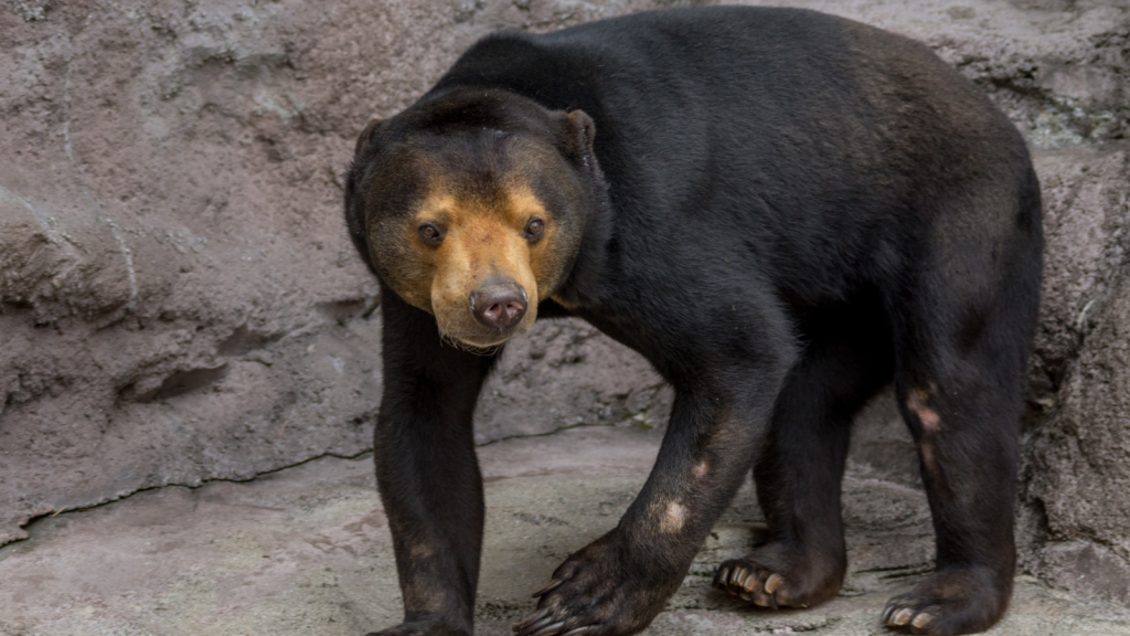 Sun Bear | Threat of Extinction