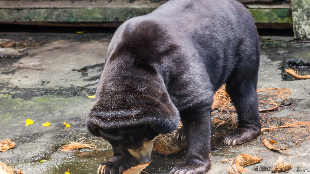 Sun Bear | Natural Forest Gardeners