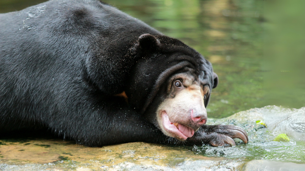 Sun Bear | Talented Swimmers