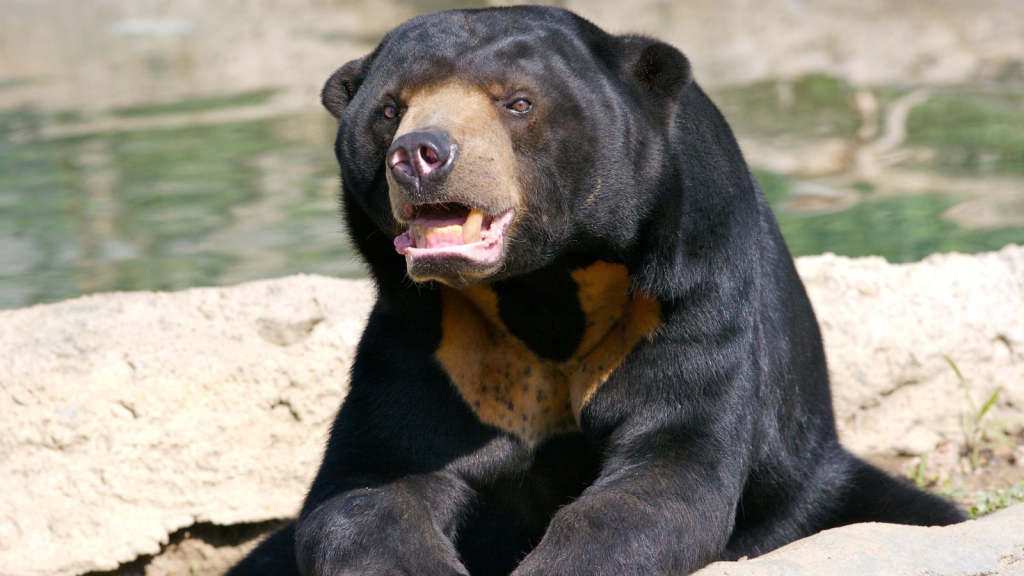 Sun Bear | Remarkable Dental Adaptations