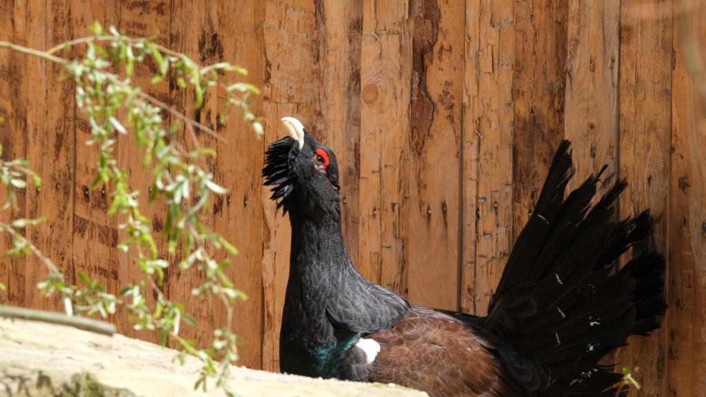 Capercaillie