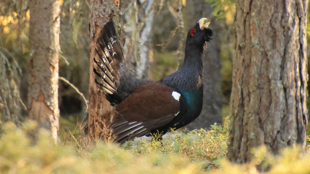 Capercaillie | Ancient Gaelic Name