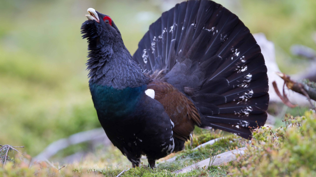 Capercaillie | Elaborate Mating Ritual