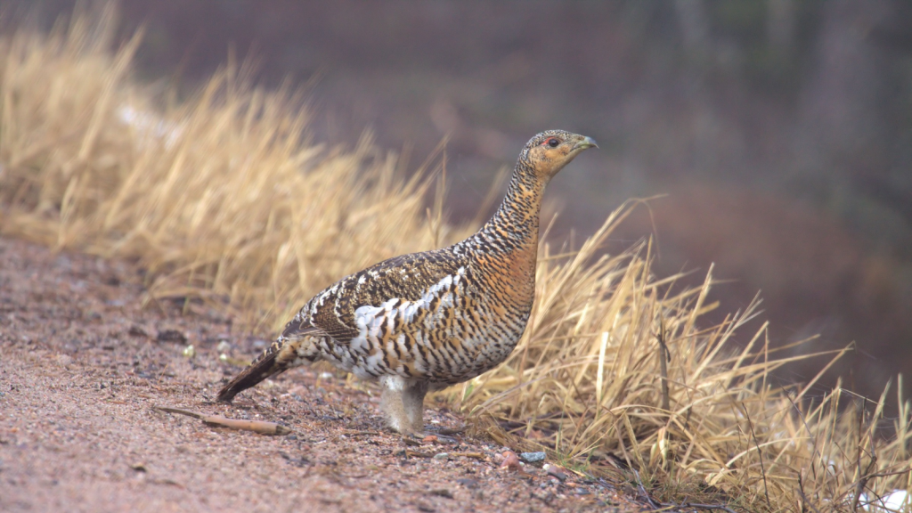 Capercaillie | Vulnerable Conservation Status